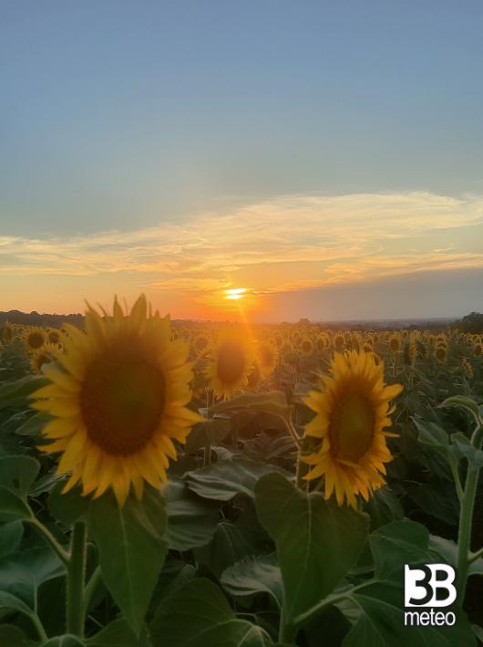 tramonto in mezzo i girasoli