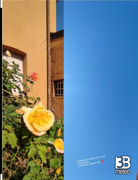 nonostante il caldo afoso le rose sono protagoniste a feletto umberto. i miei attimi speciali adry