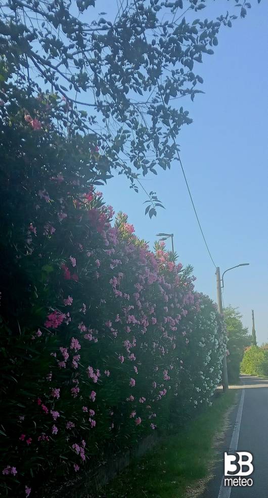 gli oleandri