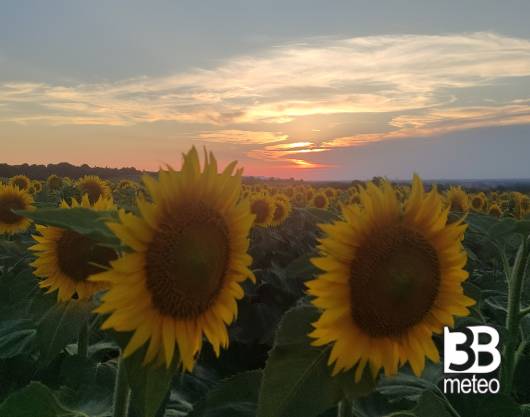 i bellissimi girasoli in fiore