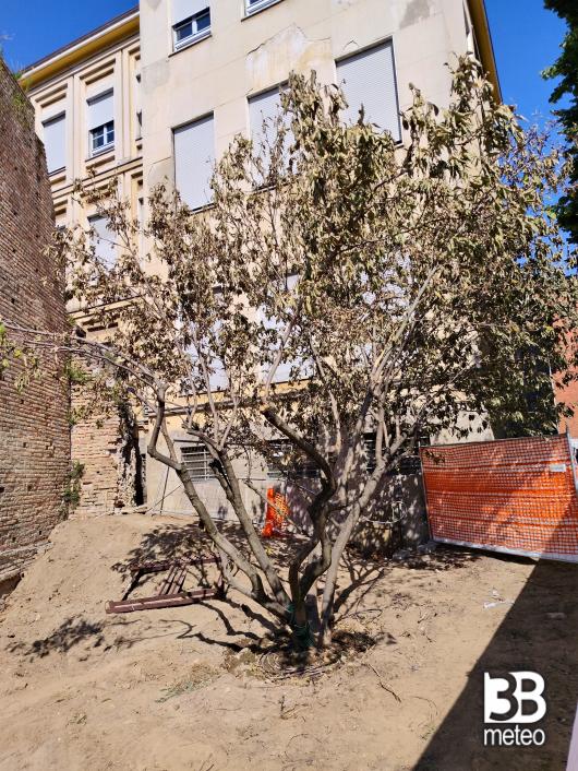 lo scempio della magnolia piu' bella di lodi sradicata e ripiantata in condizioni penose
