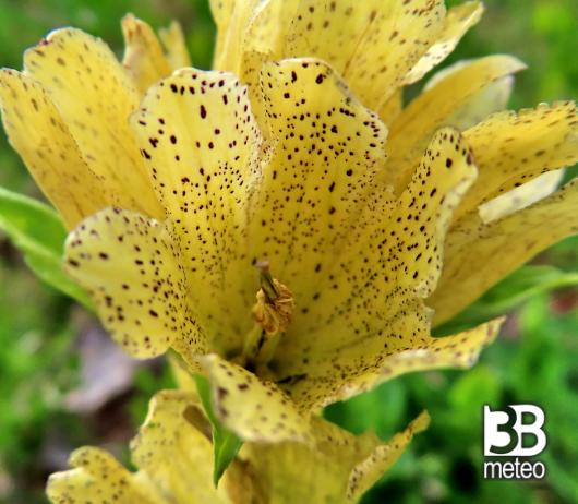 genziana punteggiata