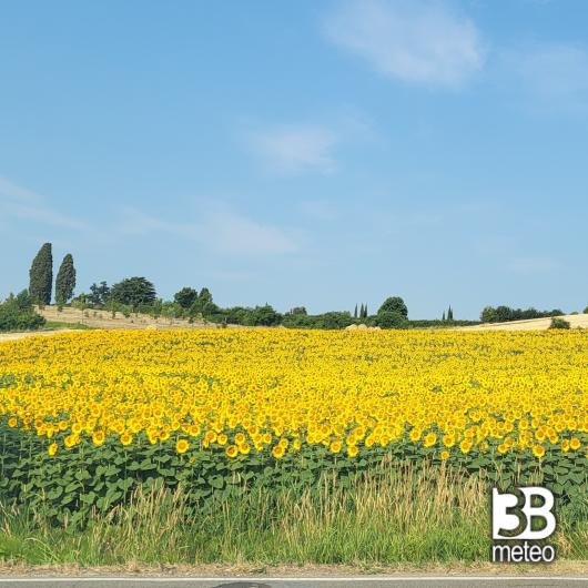 Girasoli a Chieri 260626