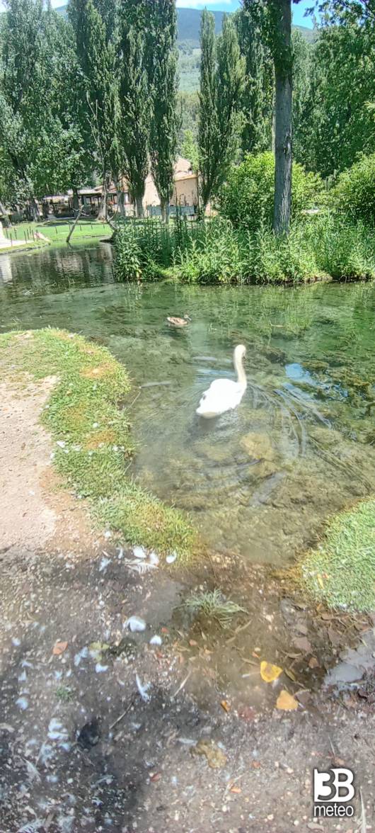 cigno