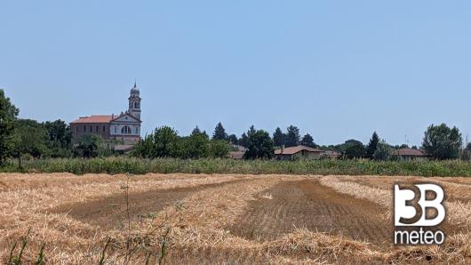 campo di grano Tribano