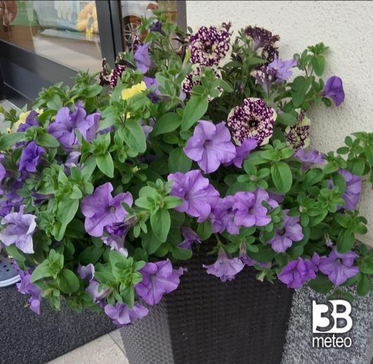 fiori nel comune di berbenno