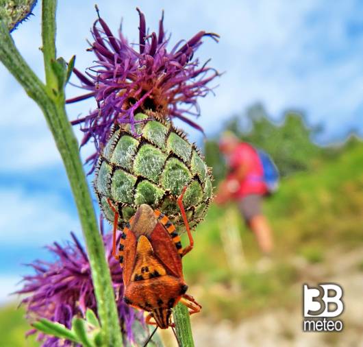 fiordaliso vedovino con cimice