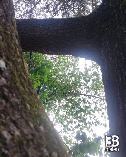 abbracci degli alberi nella ciclabile del cormor. i miei attimi speciali adry