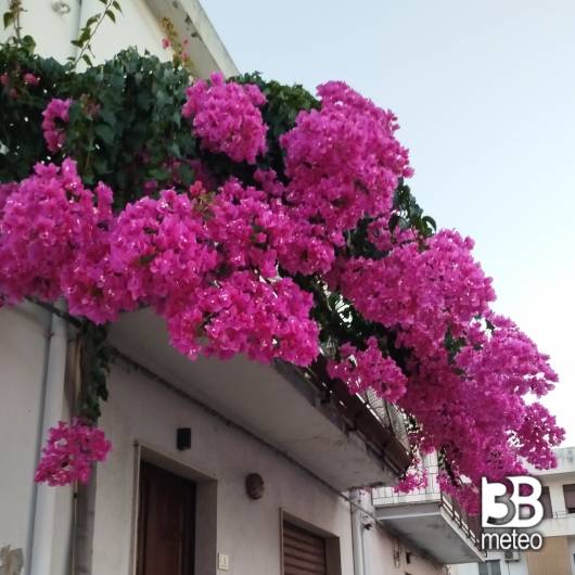 villafranca in fiore