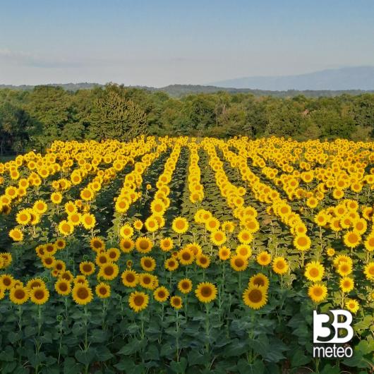 luglio 2026 girasoli
