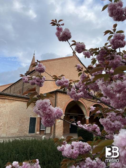 ciliegio in fiore a santantonio in polesine