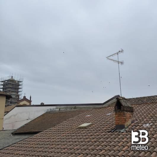 Pomaro monferrato