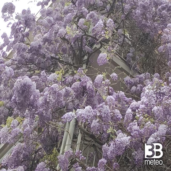 primavera