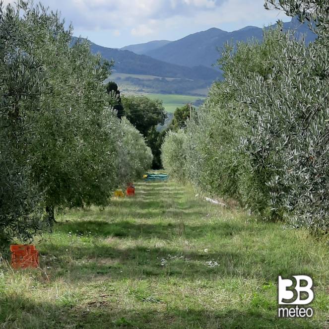 La raccolta delle olive.