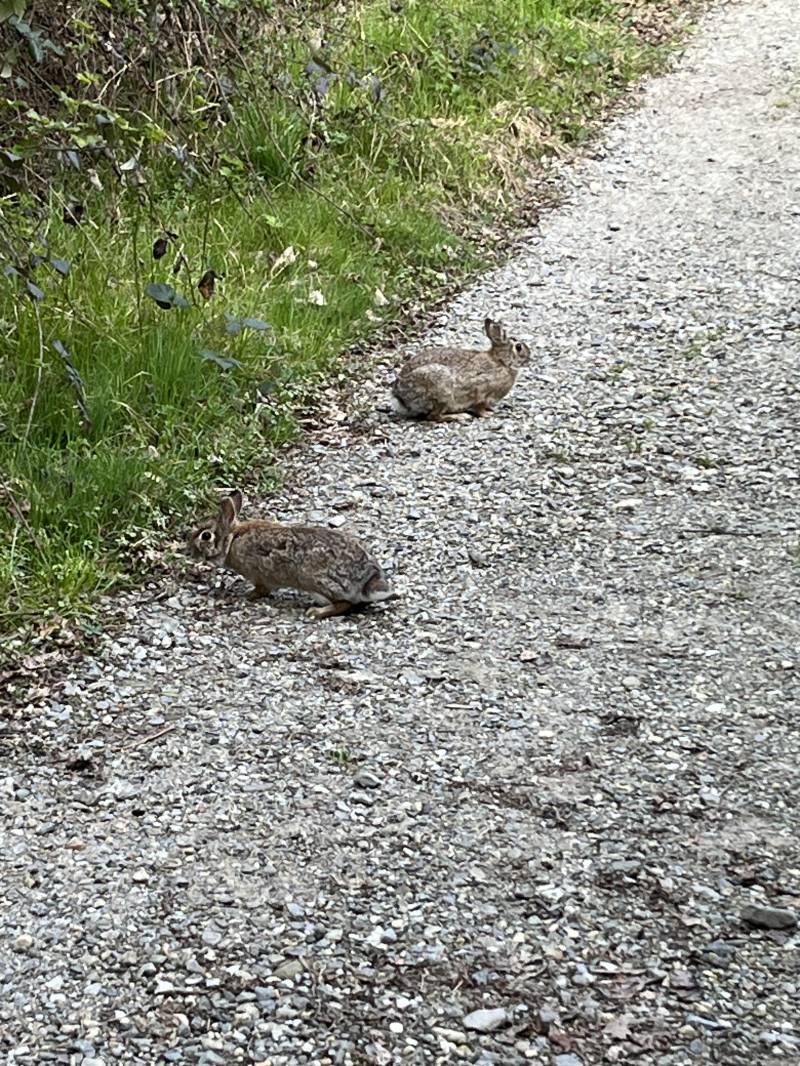 2 rabbits 2 direction