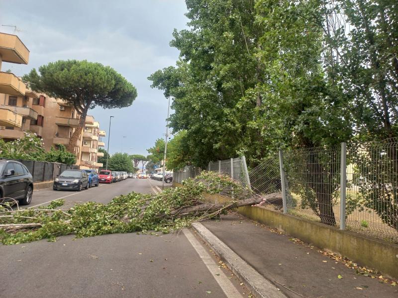 albero caduto per temporale
