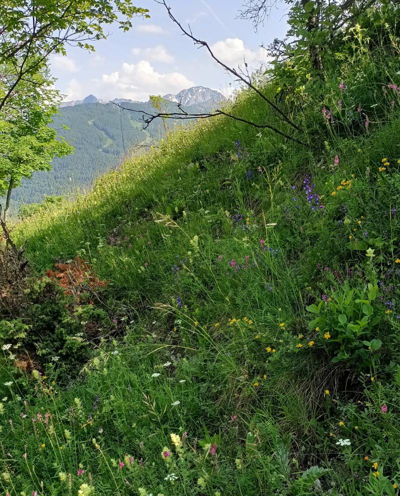 bellissima bardonecchia
