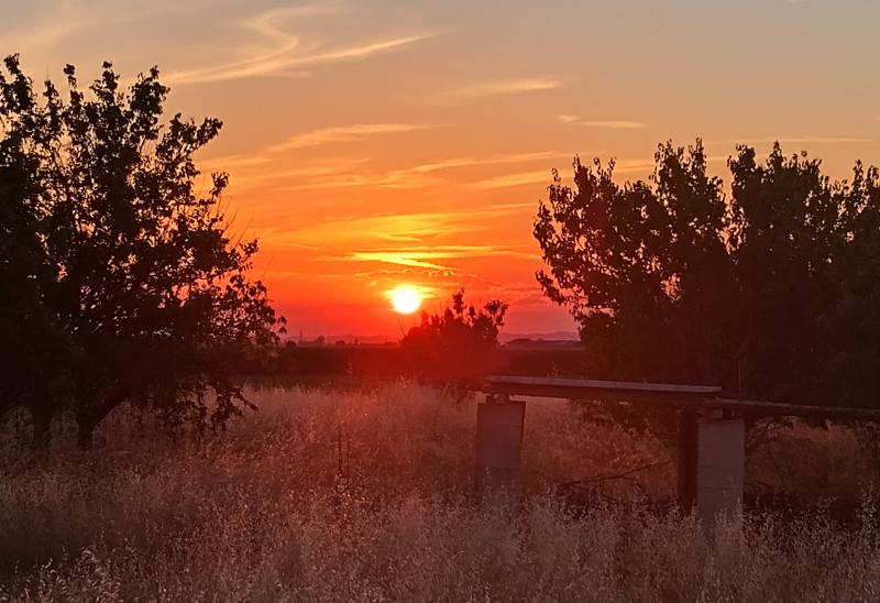 tramonto tra gli alberi