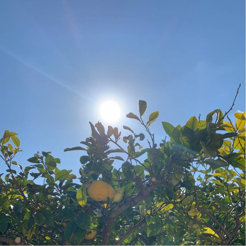 Fotosegnalazione di Noto