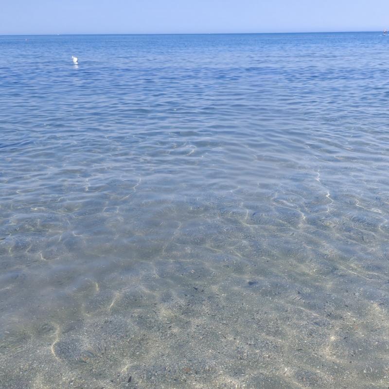 mare