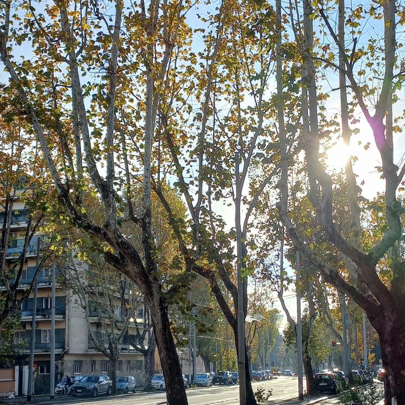 Fotosegnalazione di Roma trieste