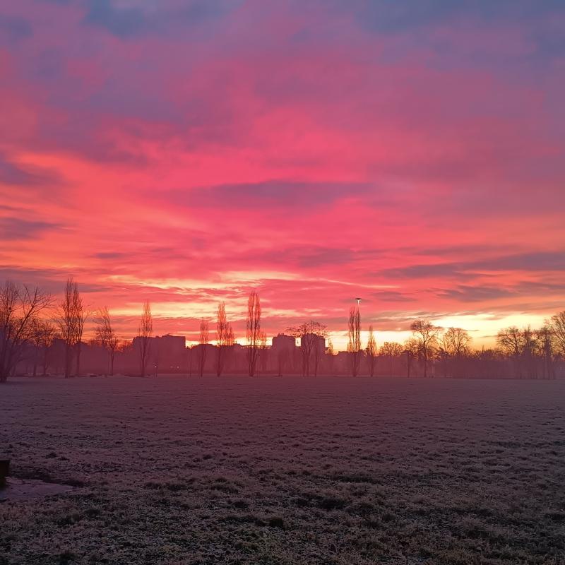 Fotosegnalazione di Bosco in citta'