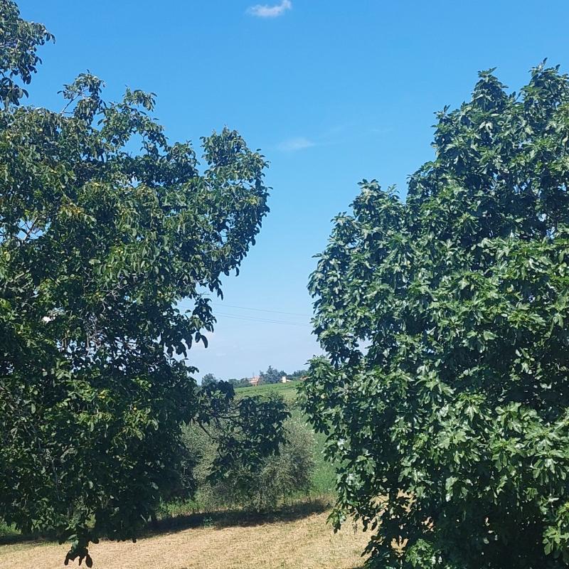 Corlo di Formigine serenissimo e temperatura perfetta