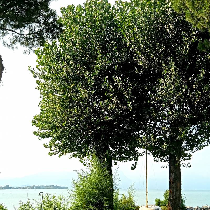 Fotosegnalazione di Santa maria di lugana