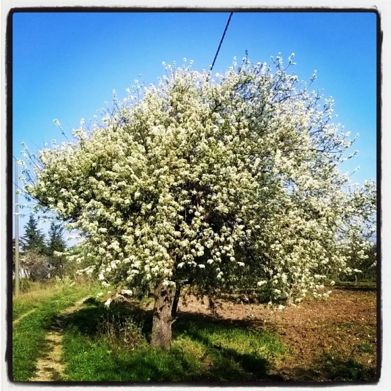primavera by leon_tar instagram