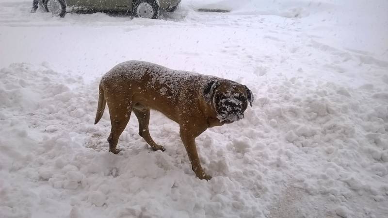 cane gioca con la neve