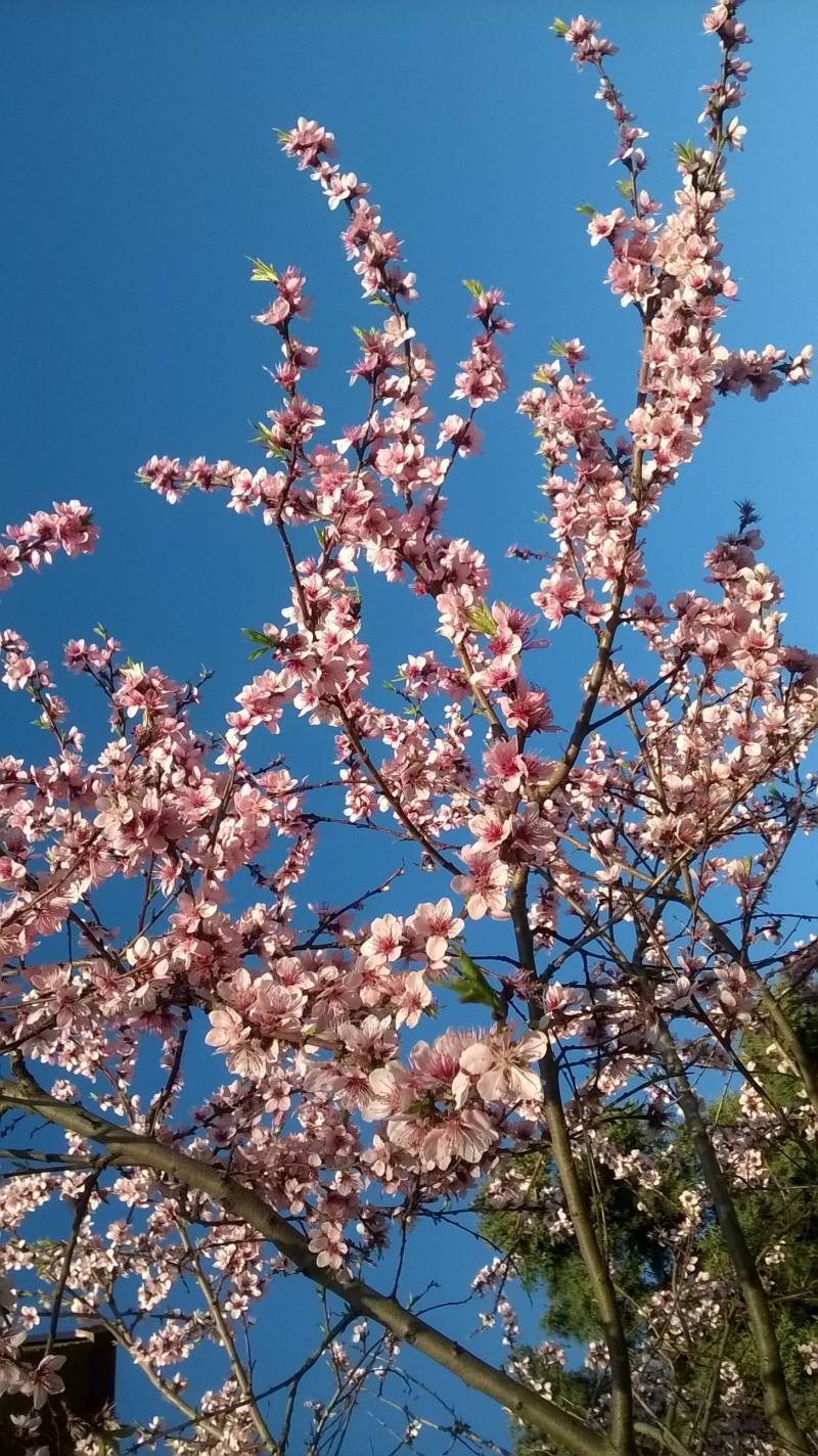 Primavera ciliegi in fiore