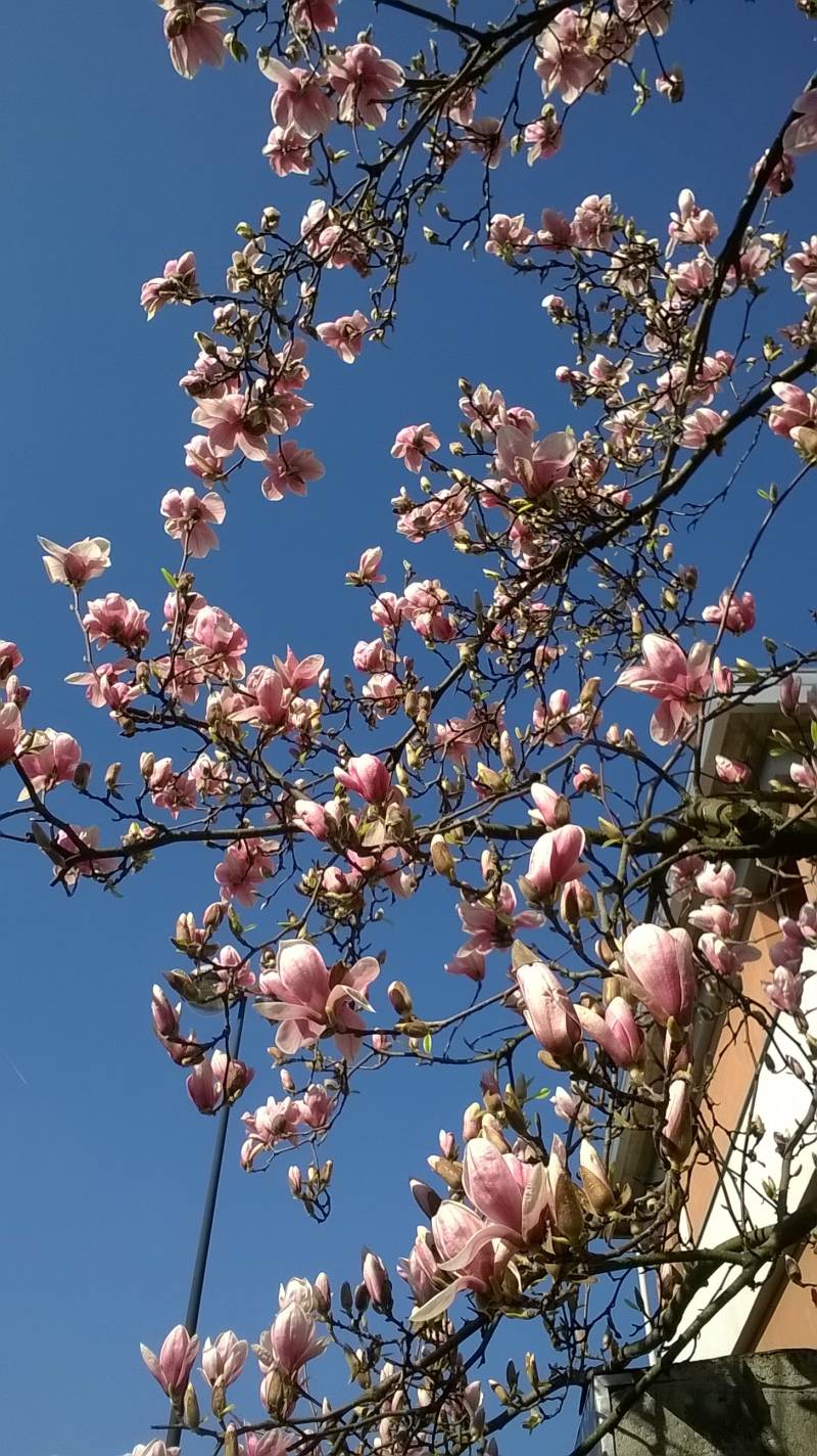 magnolia in fiore 23 marzo 2016