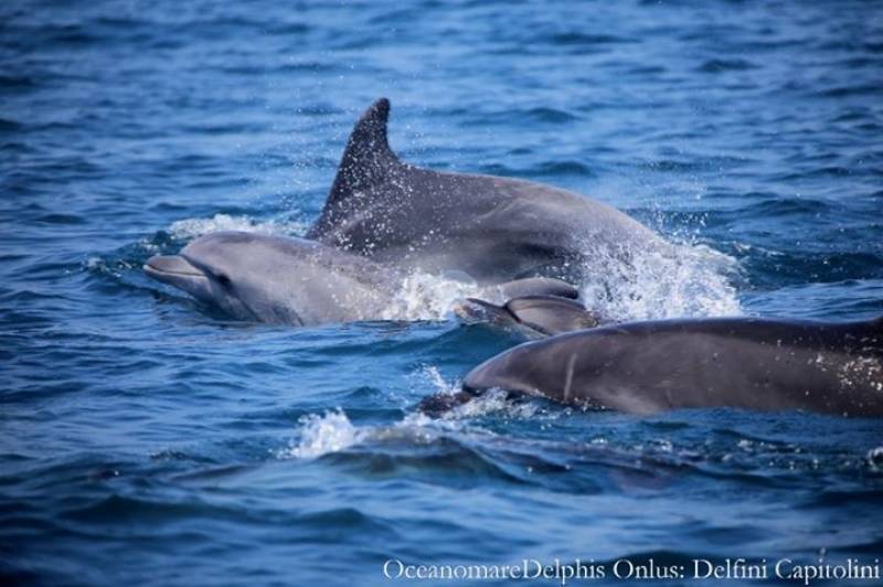 avvistamento dei delfini capitolini a Torvajanica