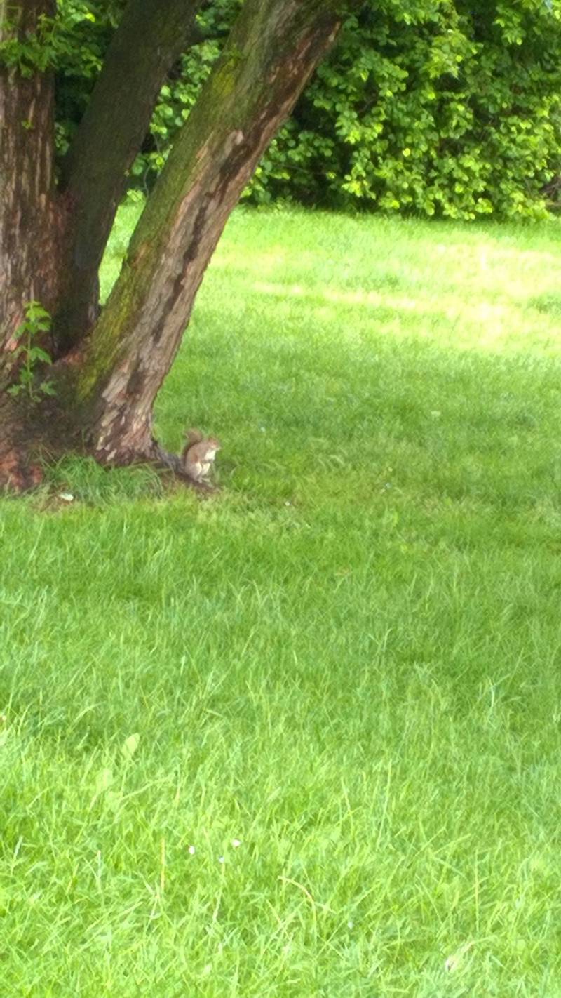 scoiattolo al parco di settimo 