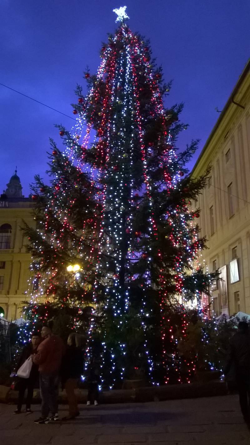 albero a Genova