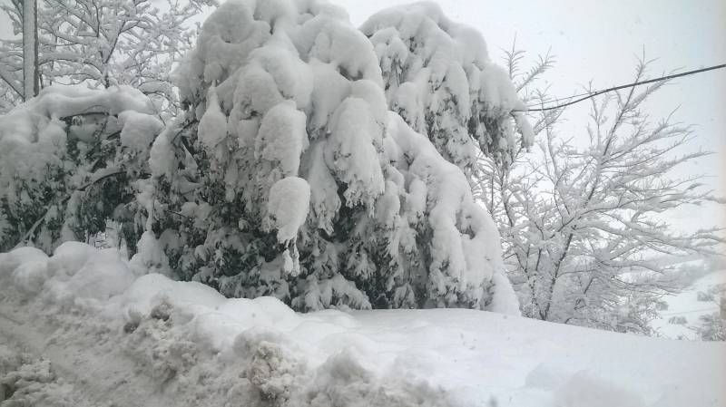 albero caduto sotto il peso della neve