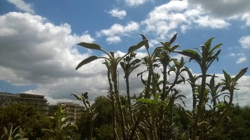 pianta di salvia su sfondo cielo variabile 