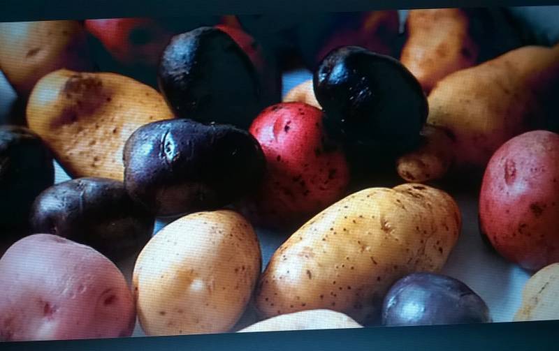 le meravigliose patate di Laverino