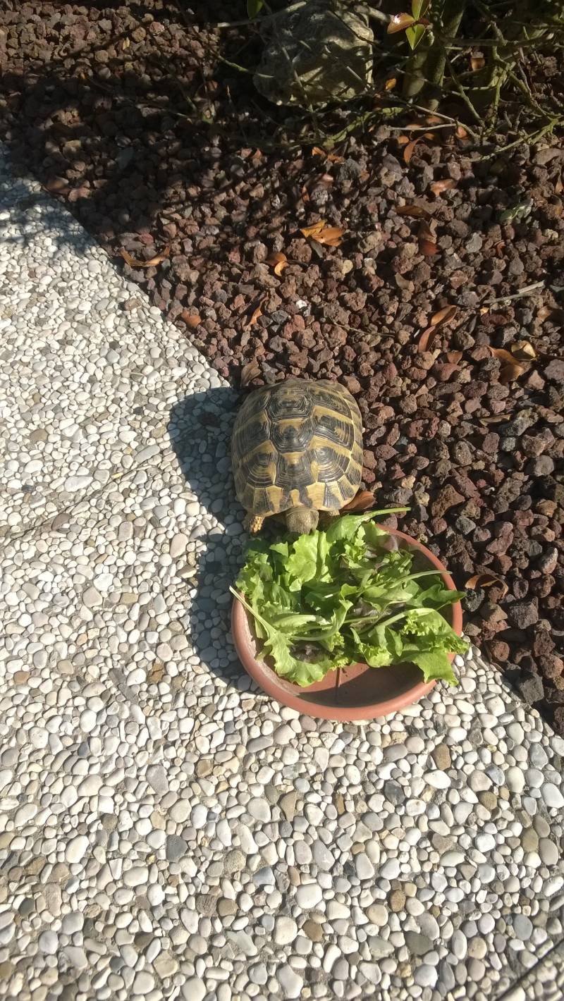 pranzo tartaruga