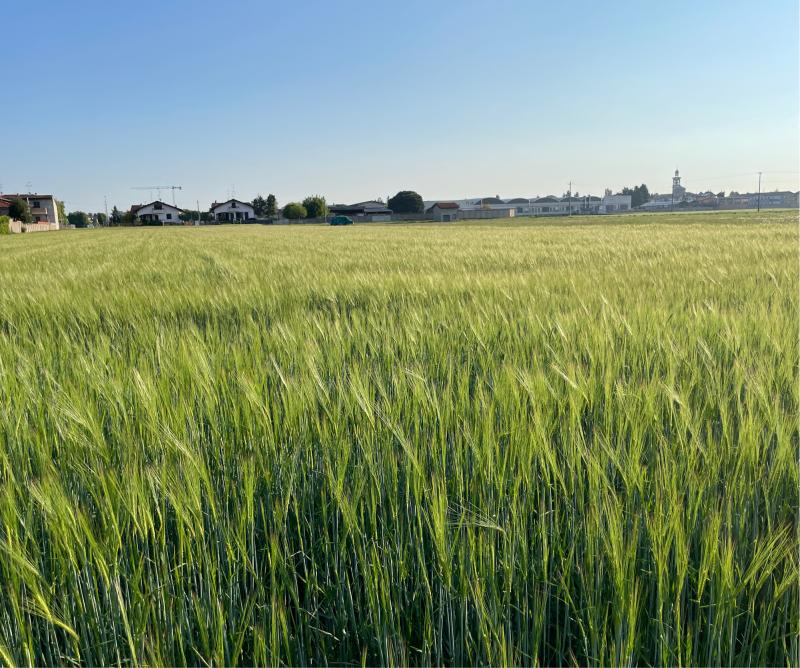 Fotosegnalazione di Magnago