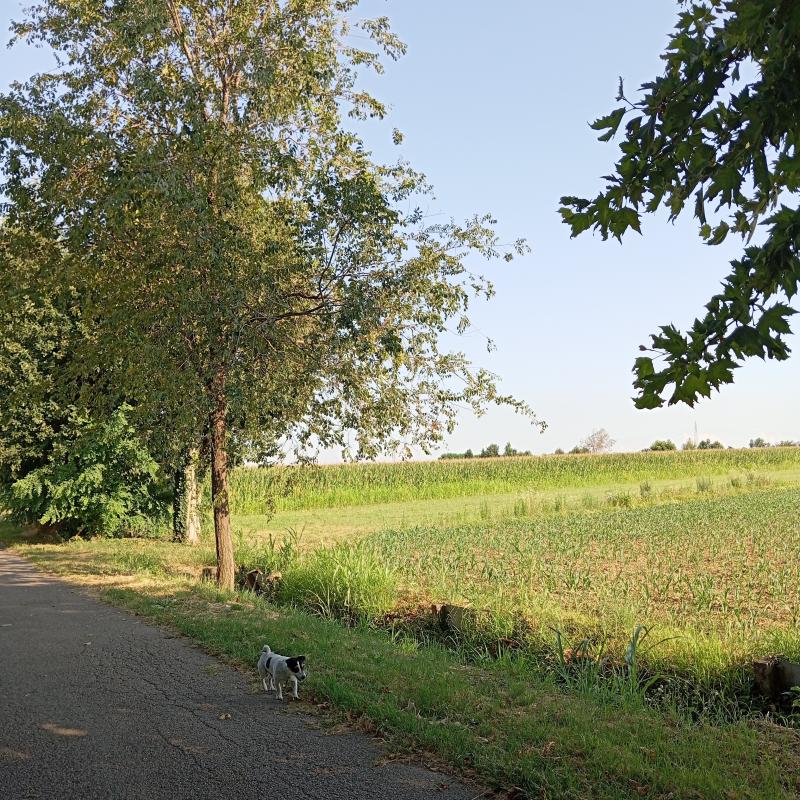 Fotosegnalazione di Travagliato