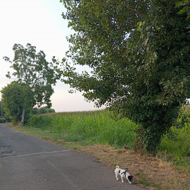 Fotosegnalazione di Travagliato