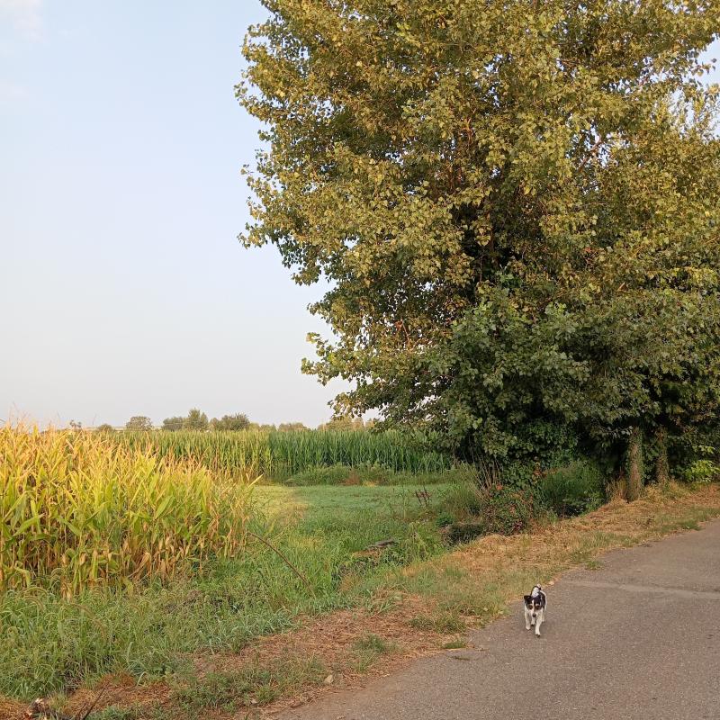 Fotosegnalazione di Travagliato