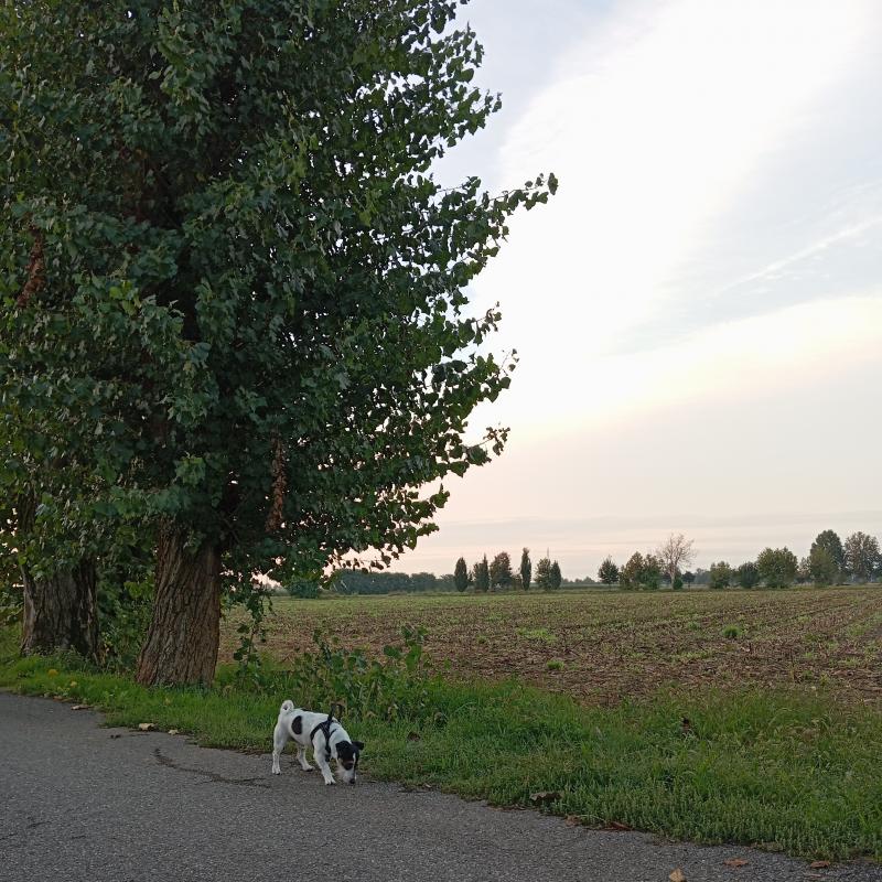Fotosegnalazione di Travagliato