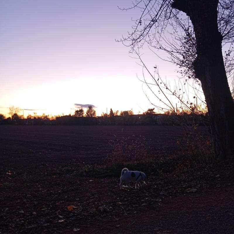 Fotosegnalazione di Travagliato
