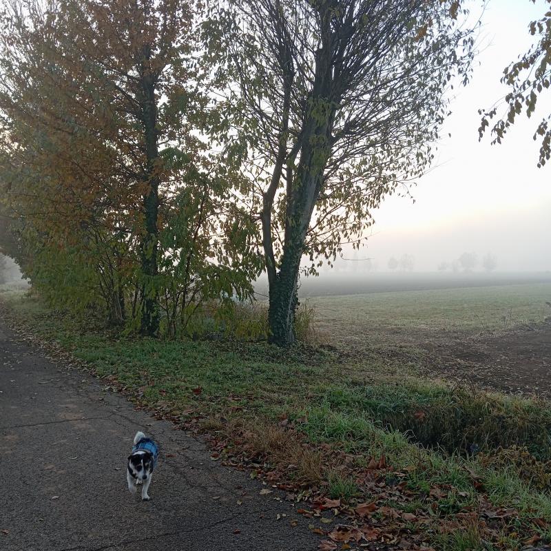 Fotosegnalazione di Travagliato