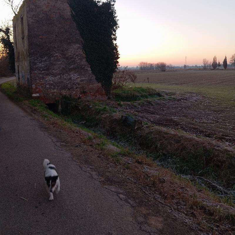 Fotosegnalazione di Travagliato