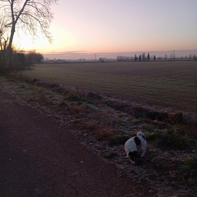 Fotosegnalazione di Travagliato