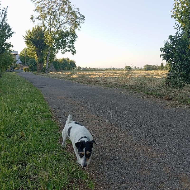Fotosegnalazione di Travagliato