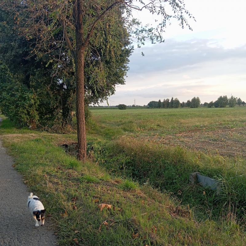 Fotosegnalazione di Travagliato